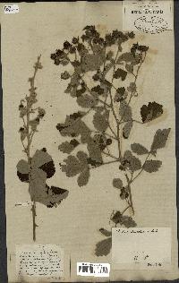 spécimen de Rubus ulmifolius