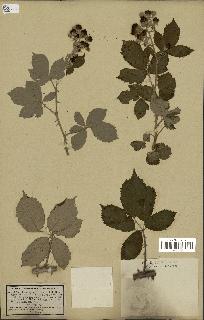 spécimen de Rubus ulmifolius