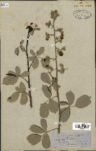 spécimen de Rubus ulmifolius