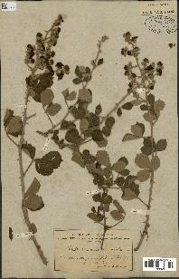 spécimen de Rubus ulmifolius