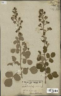 spécimen de Rubus ulmifolius