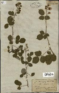 spécimen de Rubus ulmifolius