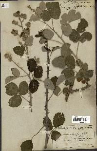 spécimen de Rubus ulmifolius