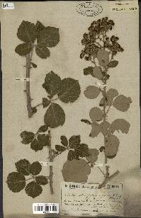 spécimen de Rubus ulmifolius