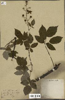 spécimen de Rubus thyrsoideus