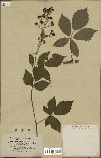 spécimen de Rubus thyrsoideus