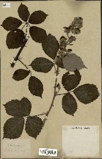 spécimen de Rubus thyrsoideus