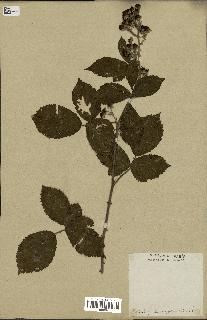 spécimen de Rubus thyrsoideus