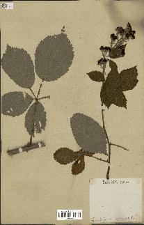 spécimen de Rubus thyrsoideus