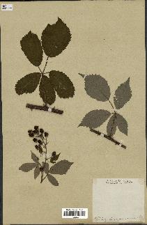 spécimen de Rubus thyrsoideus
