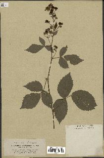 spécimen de Rubus thyrsoideus