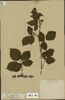 spécimen de Rubus divaricatus