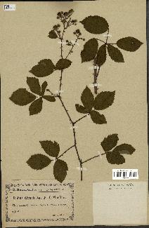 spécimen de Rubus divaricatus