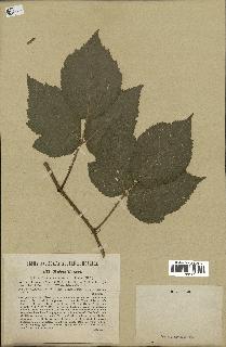 spécimen de Rubus orthacanthus