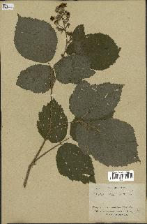 spécimen de Rubus orthacanthus