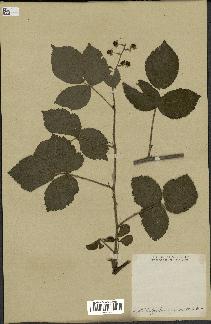 spécimen de Rubus orthacanthus