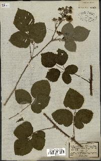 spécimen de Rubus nemorosus