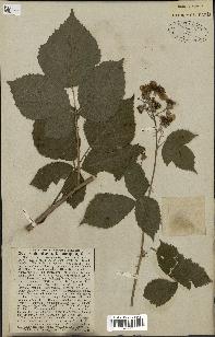 spécimen de Rubus nemorosus