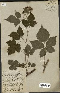 spécimen de Rubus nemorosus