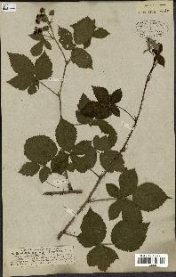 spécimen de Rubus nemorosus