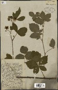 spécimen de Rubus nemorosus