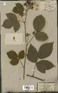 spécimen de Rubus nemorosus