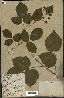 spécimen de Rubus nemorosus