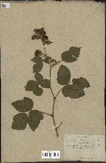 spécimen de Rubus nemorosus