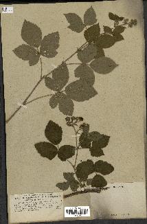 spécimen de Rubus nemorosus