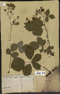 spécimen de Rubus nemorosus