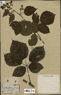 spécimen de Rubus glandulosus