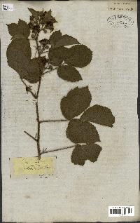 spécimen de Rubus glandulosus