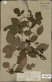 spécimen de Rubus glandulosus