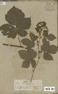 spécimen de Rubus glandulosus