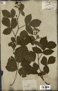 spécimen de Rubus glandulosus