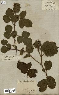 spécimen de Rubus glandulosus