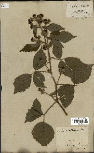 spécimen de Rubus glandulosus