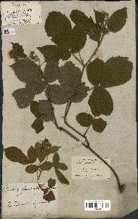 spécimen de Rubus glandulosus