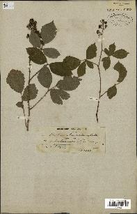 spécimen de Rubus glandulosus