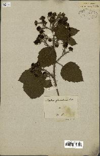 spécimen de Rubus glandulosus