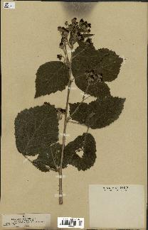 spécimen de Rubus nemorosus