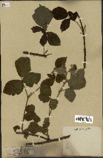 spécimen de Rubus nemorosus