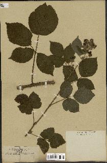 spécimen de Rubus nemorosus