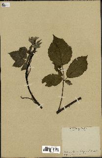 spécimen de Rubus nemorosus