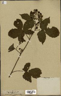 spécimen de Rubus nemorosus