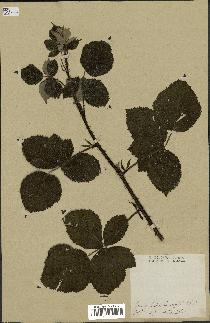 spécimen de Rubus nemorosus