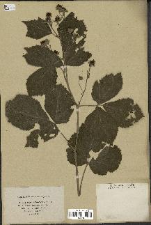 spécimen de Rubus nemorosus