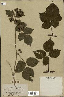 spécimen de Rubus nemorosus