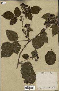 spécimen de Rubus nemorosus