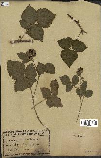 spécimen de Rubus nemorosus